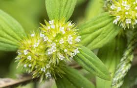 Image result for Mitracarpus