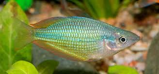 Image result for Distephanus divaricatus