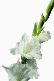 Long stem plant with white flowers. Countryside Natural Products