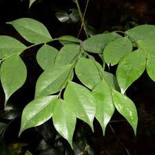 Image result for Dicranolepis