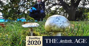 They are called backyard mushrooms or field mushrooms. these mushrooms cause nausea, vomiting, diarrhea and stomach pain. Poison Warning On Death Cap Mushrooms After Man In His 70s Dies