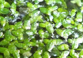 Image result for Lemna