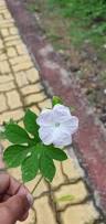 Image result for Ipomoea pes-tigridis