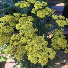 Knollwood Garden Center On Instagram Achillea Firefly Sunshine Want A Vivid Bloomer That Performs Over The Long Haul Without S Garden Center Garden Achillea