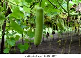 Image result for Lagenaria siceraria