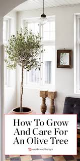 Olive Trees Are Next Big Thing Tree Taking Over The Design World How To Take Care Of It Indoor Olive Tree Potted Olive Tree Olive Tree Care