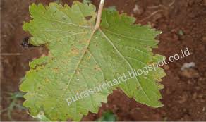 We did not find results for: Tropical Viticulture Penyakit Karat Daun Pada Daun Anggur Dan Pengendaliannya