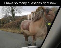 Animals 22 Jpg 750 591 Funny Animals Funny Horses Cute Funny Animals