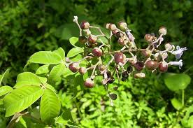Image result for Vitex payos