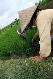  30 Pemandangan Sawah Ideas Padi Village Photography Agriculture Photography