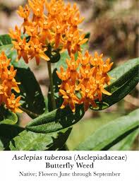 Image result for Asclepias aurea