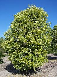 Image result for Vittaria guineensis
