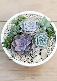 Pin By Jessica Anker On Succulents And Gardening Succulents Plants Succulent Display