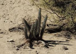 Image result for Pycreus aethiops