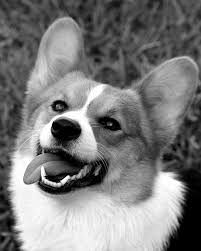 Adorable Black And White Corgi Puppy Pembroke Welsh Corgis Black And White Corgi Corgi Facts Pembroke Welsh Corgi Puppies