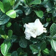 Gardenia Jasminoides Veitchii G Augusta Organic Raised Garden Beds Vegetable Planting Guide Landscaping Plants