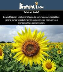 Terlihat lebih jelas oleh serangga. Benarkah Bunga Matahari Selalu Menghadap Ke Arah Matahari Yuk Simak Penjelasannya Di Sini Ketahui Com