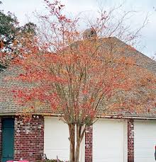 Environment & natural resouces invasive species, pollution prevention, forestry, water & drought, weather & climate, wildlife. The Great Crape Myrtle Controversies
