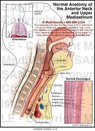 Check spelling or type a new query. Normal Anatomy Of The Anterior Neck And Upper Mediastinum