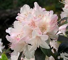 Ginny Gee Rhodos