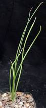 Image result for Ornithogalum pulchrum