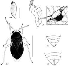 Image result for Chascanum hederaceum