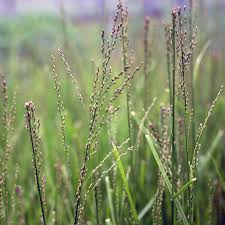 Image result for Galactia striata