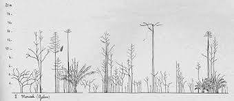 Image result for Pleioceras gilletii