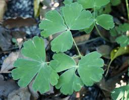 ミヤマオダマキ Aquilegia Flabellata Var Pumila キンポウゲ科 Ranunculaceae オダマキ属 三河の植物観察