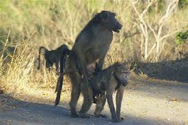 Super murrah donkey meeting and horse mating fast time successful mating подробнее. Animals Mate New Wallpapers Free Download