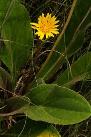 Image result for Haplocarpha