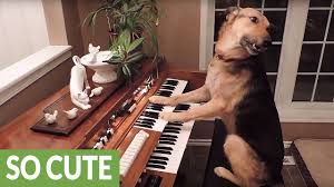 This Compilation Of Smart Dogs Will Leave You Astonished Youtube