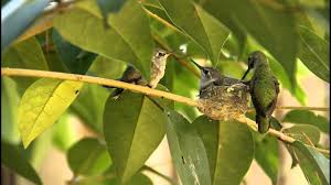 Every mother bird usually feeds their babies many different things depending on their species. Baby Hummingbirds Egg To Fledgling Hummingbird Bliss