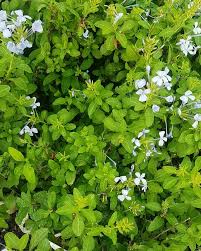 Image result for Plumbaginaceae