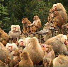 Dec 07, 2016 · 97 bil. Haiwan Hidup Berkumpulan