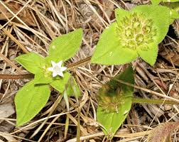 Image result for Richardia scabra