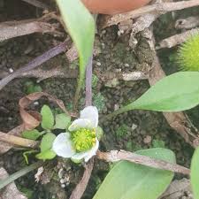 Image result for Ranalisma