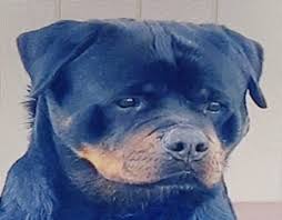 Image result for Rotala gossweileri