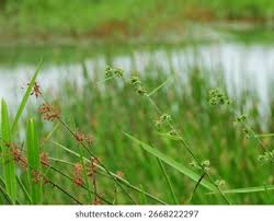 Image result for Fuirena ciliaris