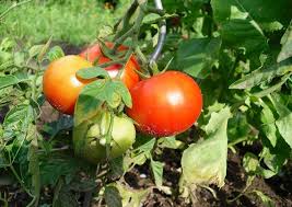 Domates Toprak Istegi Hakkinda Merak Ettigini Her Sey Yazimizda Gemuse Anbauen Tomaten Pflanzen Pflanzen