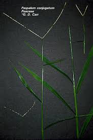Image result for Paspalum conjugatum