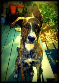 Come join the discussion about bloodlines, training, breeding, service dogs, and more! Pin On German Shepherd Mix