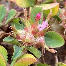 Image result for Trifolium spumosum