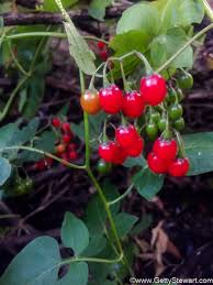 Tiny red berries on bush. Red Berries Edible Or Not Edible Gettystewart Com