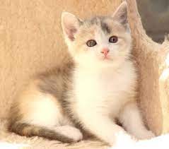 arena chaton femelle tricolore diluee a reserver don adoption don animaux nantes chaton a donner chaton donne chien