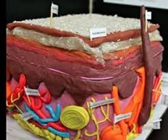 3 D Skin Model Project Anatomy And Physiology Anatomy And Physiology Skin Anatomy Skin Model