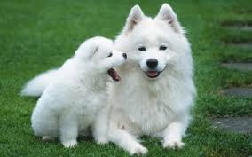 40 Beautiful And Cute Puppies Pictures Download Hello people welcome to wp kaka a website where you will find all kinds of images. 40 beautiful and cute puppies pictures