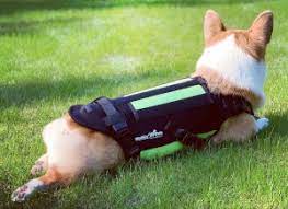 Symptoms Recovery Of Spinal Stroke In Dogs Fce Spinal Stroke