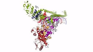 Правильная ссылка на статью в медузе: Wie Das Corona Virus Sein Erbgut Vermehrt Max Planck Gesellschaft