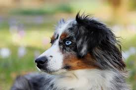 As your little puppy starts to open its eyes and its vision gets clearer, you will notice the beautiful blue color of its eyes. 19 Dog Breeds With Blue Eyes Huskies Weirmaraners And More